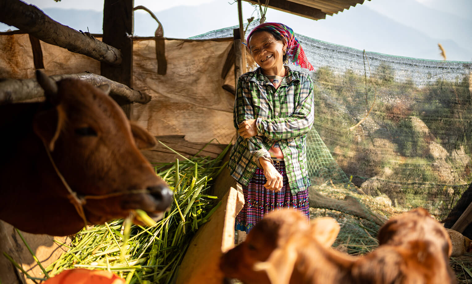 woman looking at cow